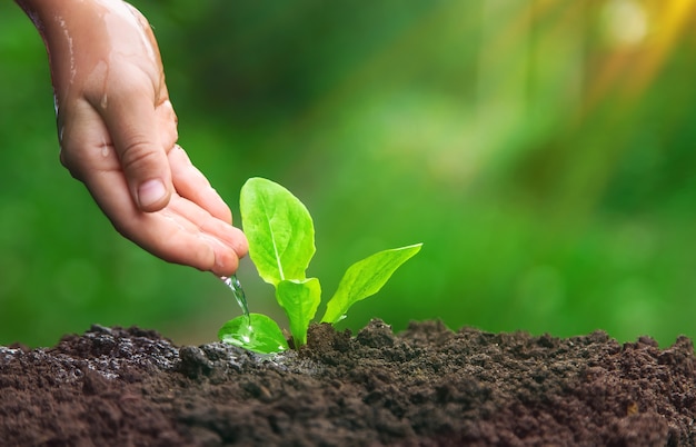 A criança está regando a planta no jardim