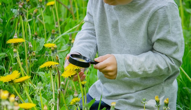 Foto a criança examina a flor em uma lupa. natureza. foco seletivo