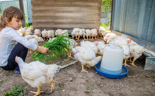 A criança no galinheiro alimenta as galinhas. Foco seletivo.