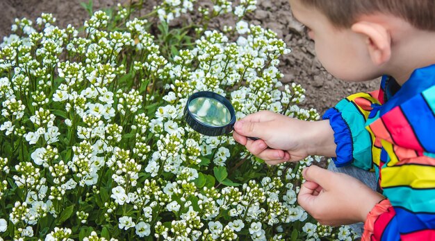 A criança olha através de uma lupa para as flores Zoom in