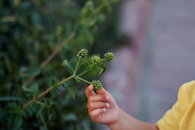 A criança prova as frutas pelo toque curiosidade do bebê e conceito de colheita de frutas espaço para cópia foto de alta qualidade