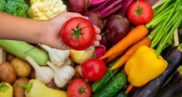 A criança tem legumes nas mãos no jardim. Foco seletivo. Natureza.