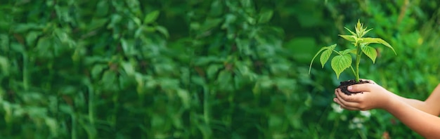 A criança tem um broto de planta nas mãos Foco seletivo