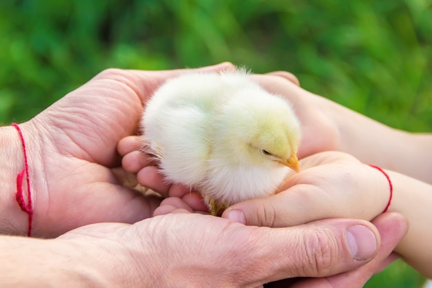 A criança tem um frango nas mãos. Foco seletivo.