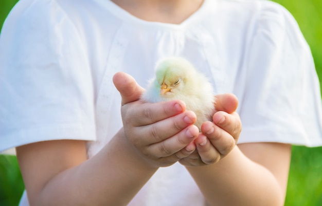 A criança tem um frango nas mãos. Foco seletivo.