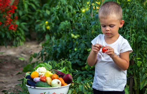 A criança tem vegetais nas mãos. Legumes em uma tigela na fazenda. Produto orgânico da fazenda
