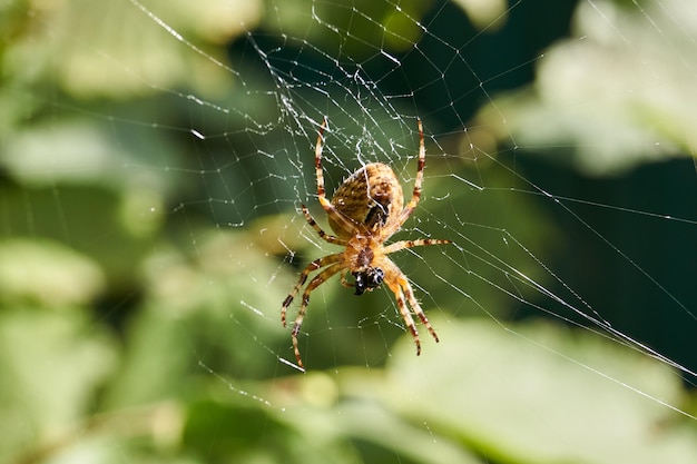 A cruz-aranha (lat. Araneus) fica no centro da teia e espera por presas capturadas na teia.