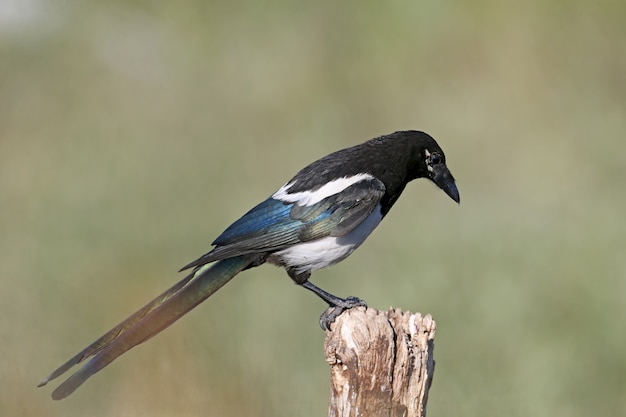 A curiosa pega eurasiana (Pica pica) fica em um galho grosso