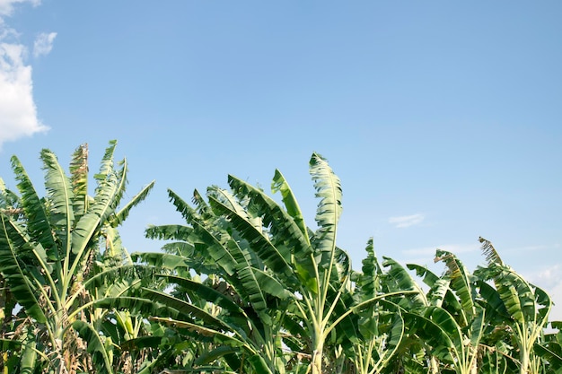 A densa plantação de banana atrás é um céu azul brilhante