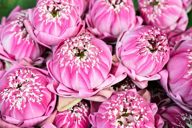 Foto a dobra cor-de-rosa dos lótus com feito à mão.