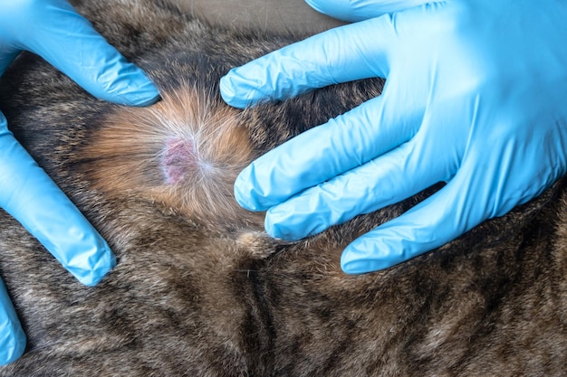 A doença fúngica lichen em um gato sob o casaco é uma crosta seca de feridas com perda de cabelo mãos do veterinário em luvas ferida closeup