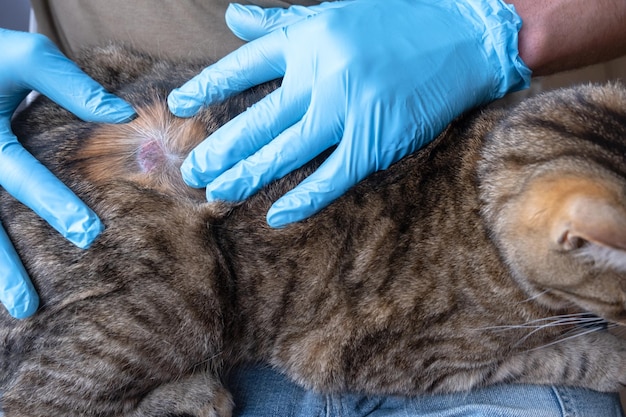 A doença fúngica lichen em um gato sob o casaco é uma crosta seca de feridas com perda de cabelo mãos do veterinário em luvas ferida closeup