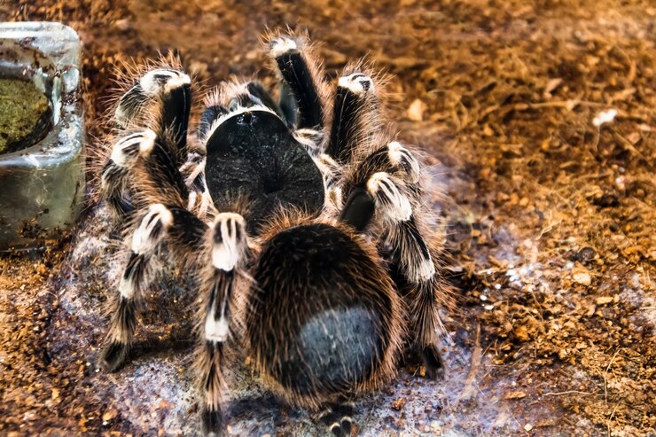 Foto a enorme tarântula brasileira de tarântula branca e fofa aranha peluda senta-se no chão, vista traseira na barriga.
