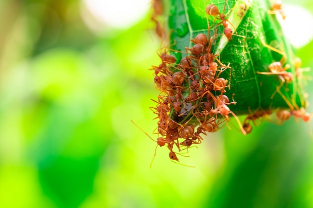 A equipe de ação da formiga vermelha trabalha para construir um ninho na folha verde no jardim entre as folhas verdes desfocar o foco seletivo do fundo e macro de fundo preto