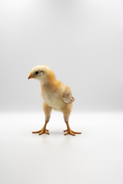 A equipe isolada de Little Rhode Island Red baby frango fica em fila sobre fundo branco sólido e claro na luz do estúdio