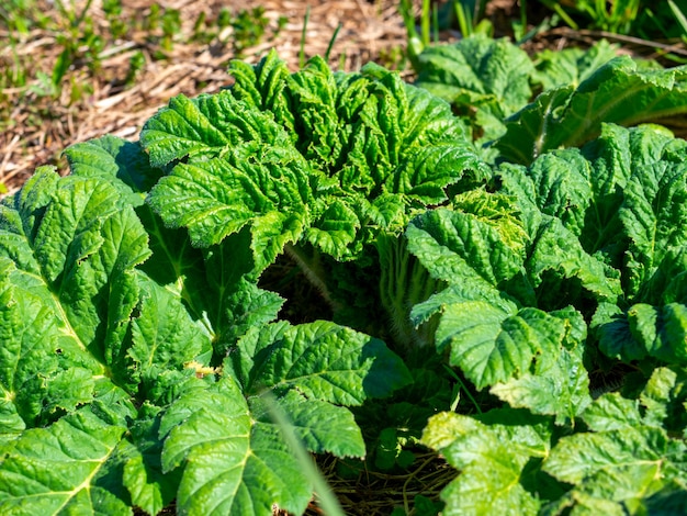 A erva daninha venenosa heraculum sosnowskyi na primavera. Folhas verdes, vegetais, venenosas, tubulares. Um problema global.