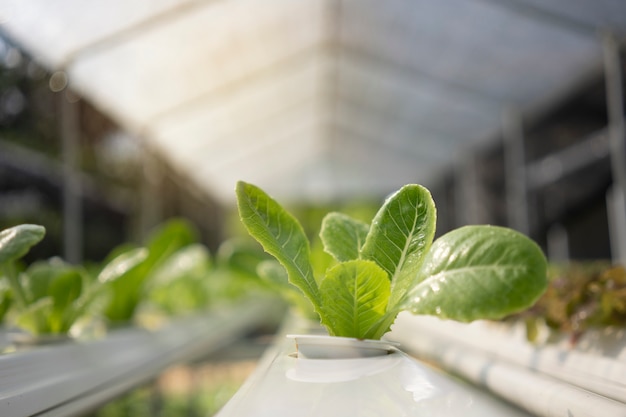 A erva de vegetais orgânicos é na estufa