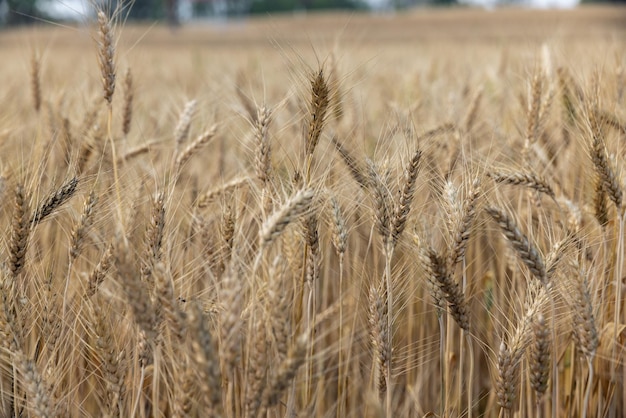 A escassez global de alimentos está crescendo devido ao choque da guerra, às mudanças climáticas e ao aumento da inflação