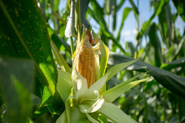 A espiga de milho amarela no verde sae em um campo de exploração agrícola.