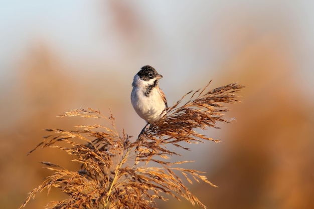 A estamenha de junco comum emberiza schoeniclus