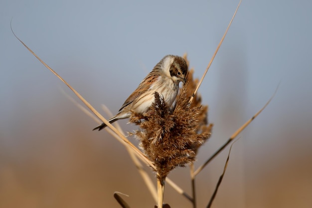 Foto a estamenha de junco comum emberiza schoeniclus