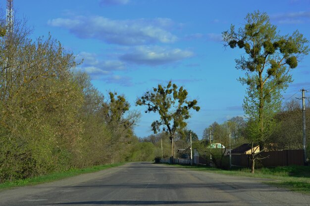 A estrada ao longo da densa floresta