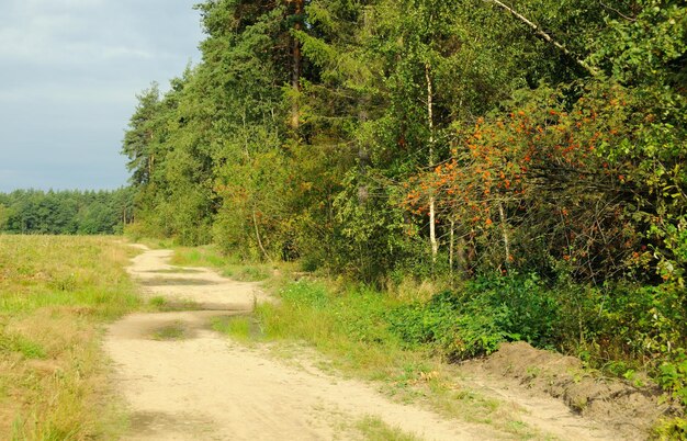 A estrada ao longo da floresta de outono na região de Moscou