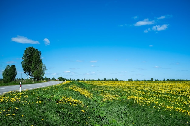 A estrada corre ao longo de prados floridos com dentes de leão Taraxacum