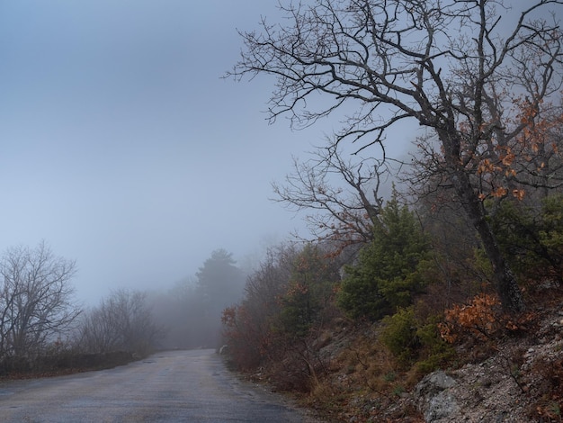 Foto a estrada da floresta de outono de manhã no meio do nevoeiro