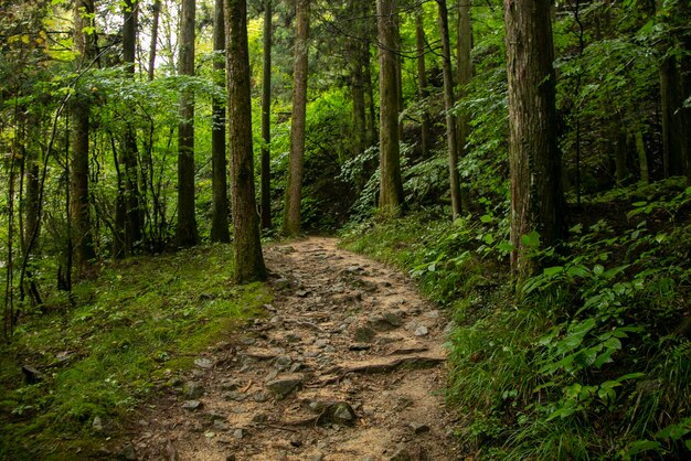 Foto a estrada de caminhada seguindo a trilha nakasendo entre tsumago e magome no vale de kiso, no japão