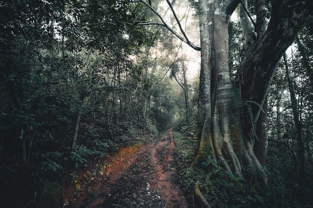 A estrada de terra entra na floresta tropical pela manhã, estrada da floresta