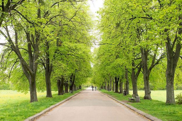 A estrada em um parque de verão verde com arco de árvores e bela natureza