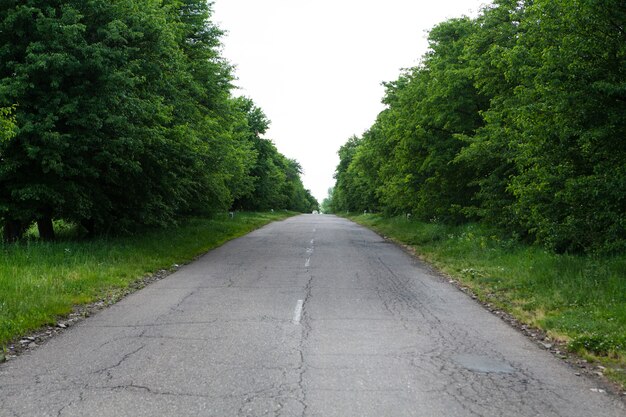 A estrada entre as árvores