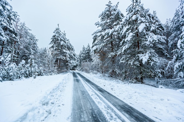 A estrada na floresta de inverno com pinheiros altos, árvores nevadas. floresta de fadas do inverno coberta de neve