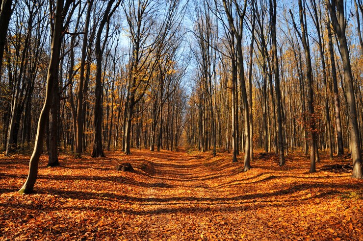 Foto a estrada para a floresta de outono