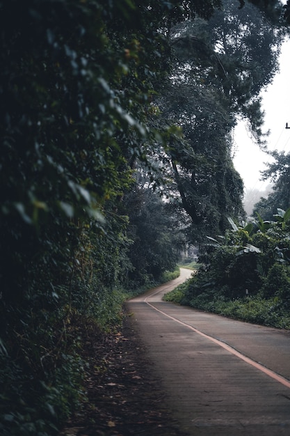 A estrada para a floresta estava enevoada pela manhã.