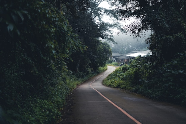 A estrada para a floresta estava enevoada pela manhã.