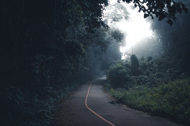 A estrada para a floresta estava enevoada pela manhã.