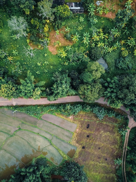 A estrada para as fazendas e campos na floresta verde.