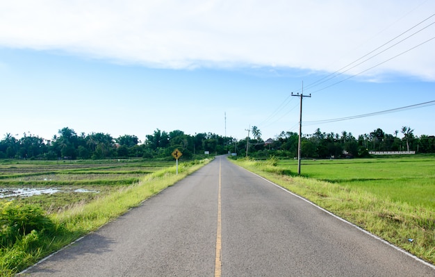 A estrada passa campo de arroz verde