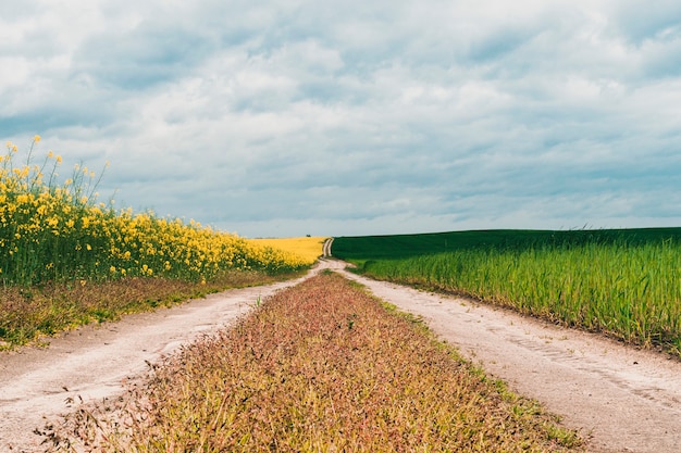 A estrada rural da aldeia se afasta. À esquerda está uma colza amarela florescendo, à direita um centeio verde jovem.