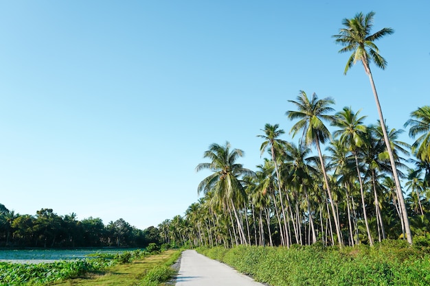 Foto a estrada tem poças e coqueirais nas laterais