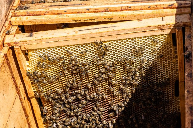 A estrutura abstrata do hexágono é favo de mel da colmeia de abelhas cheia