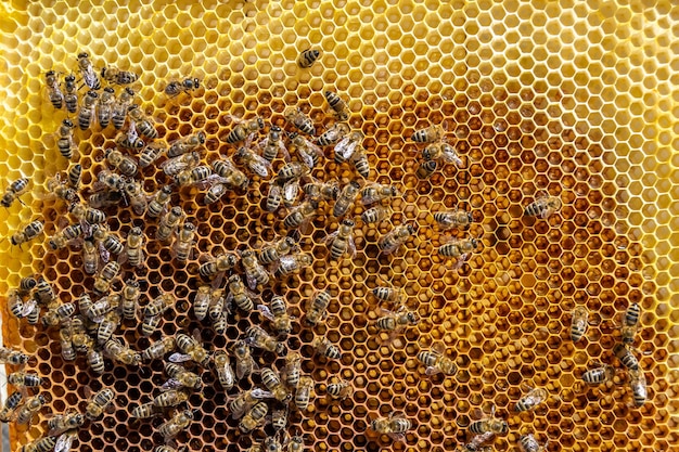 A estrutura abstrata do hexágono é favo de mel da colmeia de abelhas cheia