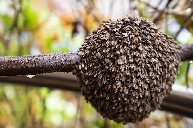 A estrutura abstrata do hexágono é um favo de mel de colmeia