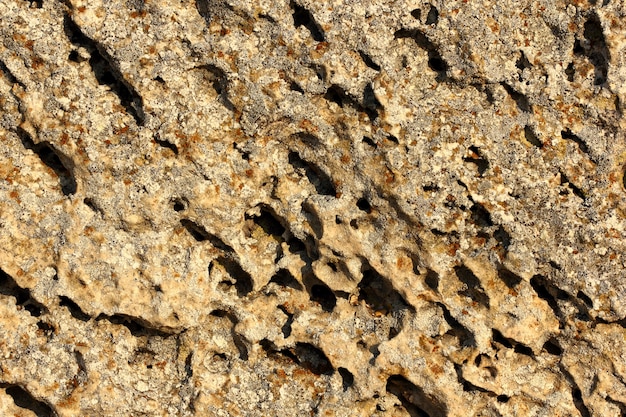 A estrutura do fundo de pedra marrom do mar, com buracos e pólipos enrugados.