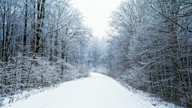 A fabulosa paisagem branca de uma floresta mágica com uma estrada coberta de neve nos raios quentes do rio ...