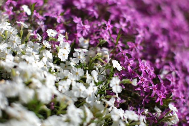 A falta de profundidade da foto de campo, apenas algumas flores em foco - canteiros de flores rosa e branco, divididos na diagonal. Fundo abstrato da primavera.