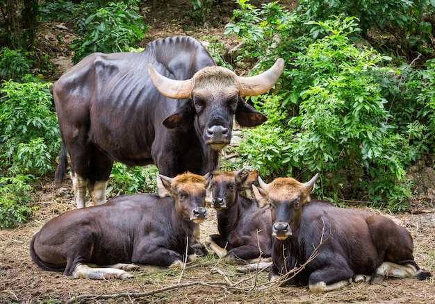 A família de bisontes na atmosfera natural.