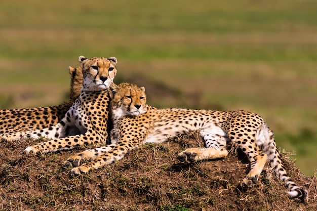 A família de chitas está assistindo. colinas de serengeti, áfrica